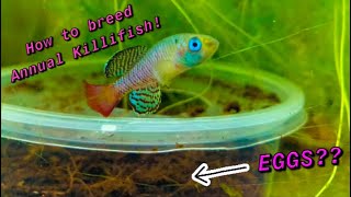 How to Breed Annual Killifish Nothobranchius [upl. by Culbert]