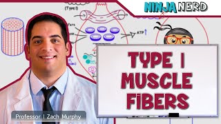 Musculoskeletal System  Type I Muscle Fibers [upl. by Lupiv]