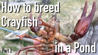 How to Breed CrayfishCrawfish in a Pond Part 2 🦞 [upl. by Izak]