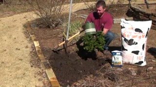 How to Properly Plant Trees amp Shrubs [upl. by Semyaj840]