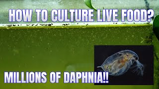 How to Culture Daphnia Secret Method to Breed MILLIONS  Simply Aquatic [upl. by Ivon]