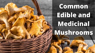 A Brief Guide to Common Edible Mushrooms [upl. by Ayokal]