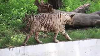 Delhi Zoo The inside story [upl. by Anomar]