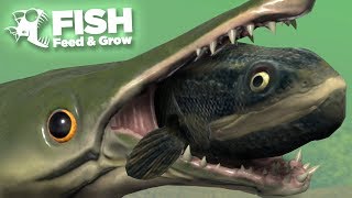 NEW FISH EATS THE SWAMP  Fish Feed and Grow  HD [upl. by Allix]