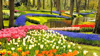 Keukenhof Gardens and Tulip Fields Tour from Amsterdam [upl. by Ajile]