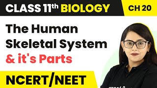 Skeleton System 💀  Class 9  Biology Revision with Animations  Amrit Sir  Vedantu Class 9 and 10 [upl. by Beverle]