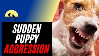 Sudden Puppy Aggression amp How to Stop It tutorial [upl. by Ecnarolf]