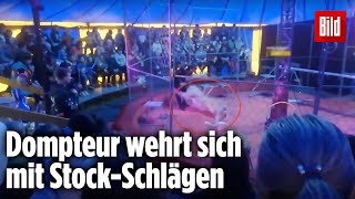 Schock im Zirkus Löwin greift Dompteur an [upl. by Anibur]