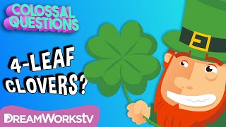 Are 4Leaf Clovers “Lucky”  COLOSSAL QUESTIONS [upl. by Valry]