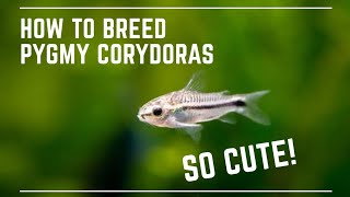 How to Breed Pygmy Corydoras  Super Cute Catfish [upl. by Linnea]