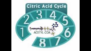 The Citric Acid Cycle An Overview [upl. by Odnalro]