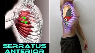 SERRATUS ANTERIOR  6 Functional Exercises [upl. by Llednol]