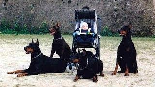 Doberman Dog Protects Babies and Kids Compilation ★ Ultimate Protection Dogs [upl. by Emaj]