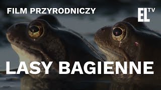 Lasy bagienne  czyta Krystyna Czubówna [upl. by Cryan]