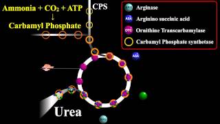 Urea Biosynthesis or Ornithine Cycle [upl. by Melisande]