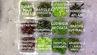 How to prepare aquarium tissue culture plants [upl. by Burley]