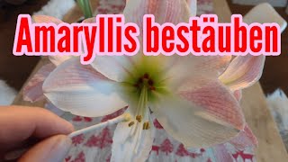 Amaryllis bestäuben von Hand Amaryllis vermehren durch Samen [upl. by Penn]