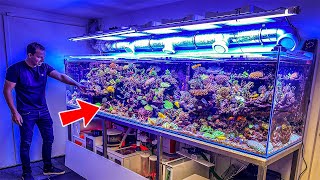 Most Beautiful Private Reef Tanks 400 GALLON [upl. by Howzell]