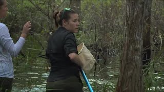 FGCU Wet Walk [upl. by Jacklin]