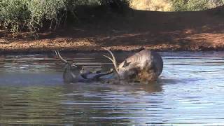 Waterbuck fight [upl. by Irual]