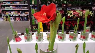 Amaryllis care and reblooming  Donna Joshi [upl. by Eidaj]