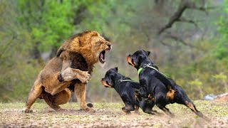 14 Fearless Dog Breeds That Can Protect You From Tigers Lions Panthers I Supreme Protection Dogs [upl. by Dardani]