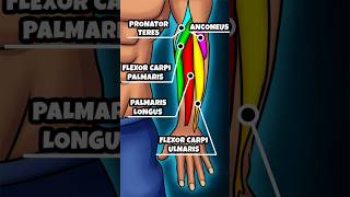 Forearm Muscles Anatomy [upl. by Doniv465]