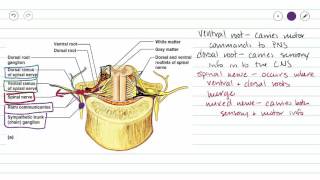 Spinal Nerves [upl. by Tedie]