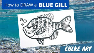 How to DRAW a BLUEGILL SUNFISH [upl. by Alius]