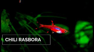 Chili Rasbora  Mosquito Rasbora  Boraras Brigittae [upl. by Farrah]