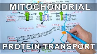 AP Biology Mitochondria and Chloroplasts [upl. by Suoicserp404]