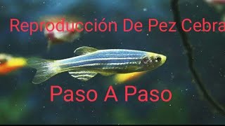 Reproduccion De Pez Cebra paso a pasola manera mas Facil [upl. by Styles842]