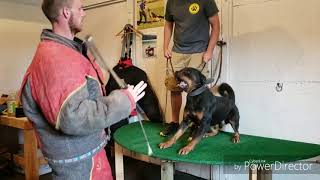 Rottweiler attack training  shieldk9dogscom [upl. by Umberto]