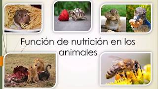 Función de nutrición en los animales [upl. by Sondra]