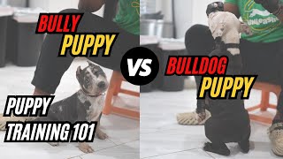 Bully VS Bulldog Puppy Training 101 [upl. by Clemen]