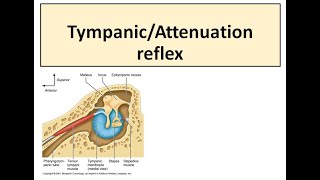 Tympanic reflex [upl. by Gosnell422]