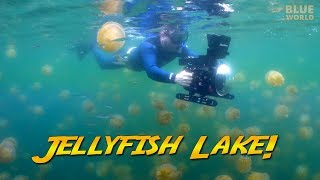 Palau Jellyfish Lake Would you swim with a million jellyfish [upl. by Leamse696]