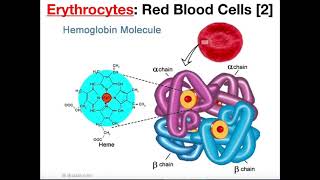 Structure and Function of Erythrocytes RBCs [upl. by Iorio]