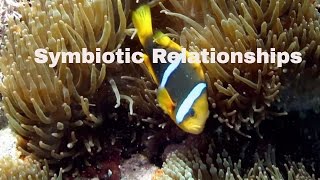 Symbiotic RelationshipsDefinition and ExamplesMutualismCommensalismParasitism [upl. by Ever134]