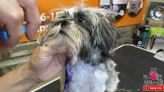 First time grooming this puppy shih tzu [upl. by Leinad447]