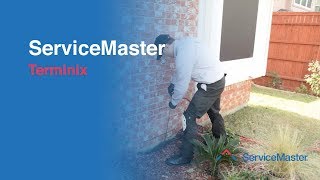 Terminix  Termite Services  ServiceMaster [upl. by Nol]