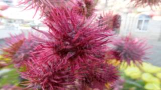 Ricinus communis Growing Guide Castor Bean Castor Oil Plant by GardenersHQ [upl. by Michaelina]