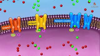 Active transport Mechanism overview  Membrane physiology animations [upl. by Vitia919]