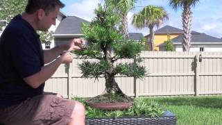 How to Bonsai  Podocarpus Styling [upl. by Doubler589]