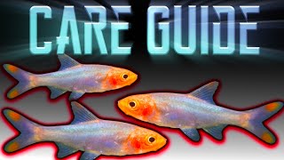 Rummynose Rasbora  Care Guide [upl. by Nash]