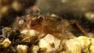 Dragonfly Larvae Prey Capture [upl. by Nylekcaj]