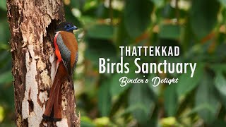 Thattekkad Bird Sanctuary Birders Delight Birdwatching Ernakulam Forest [upl. by Clynes]