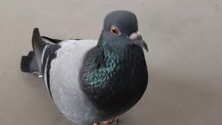 Pigeon Sound Effect Ultra High Quality [upl. by Cahn]