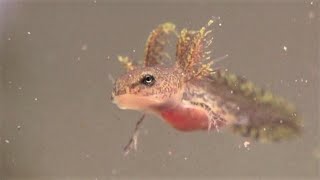 Spotted Salamander Larvae  First 2 Weeks Ambystoma maculatum [upl. by Kassi745]