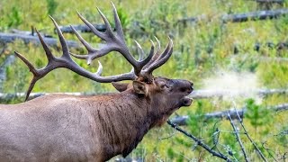 Elk Bulls Bugling During the Rut [upl. by Villada]